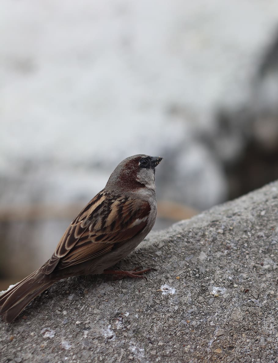 fugl, spurv, lille bitte, sød, nuttet, flyvende, vinget, natur, dyr, fjer, fugle, sæder, spurve, beste, forår, have, dyre temaer, et dyr, dyr i naturen, dyreliv, hvirveldyr, perching, dag, ingen mennesker, tæt på, fokus på forgrunden, solid, udendørs, klippe, rock-objekt, selektiv fokusering, væg, 4K