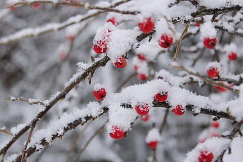 cotoneaster, baies, vermell, verd, naturalesa, cotoneasters, baia, neu, hivern, temperatura de fred, congelat, centrar-se en primer pla, Color blanc, fruita, alimentació saludable, fruites de baies, bellesa a la natura, arbre, dia, branca, cap gent, primer pla, planta, menjar, gel, a l'aire lliure, clima extrem, vent de neu, rowanberry, nevar, cargol, 5K, CC0, domini públic, lliure de regalies