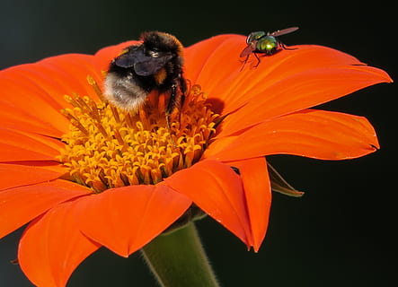 bestäubend, Bestäubung, Biene, fliegen, Insekt, Tier, wild, Natur, Blume, Garten, Duft, Blühen, blühende Pflanze, Tierthemen, Blütenblatt, ein Tier, Pflanze, Frische, Schönheit in der Natur, orange Farbe, Blütenkopf, Zerbrechlichkeit, Tierwelt, wirbellos, Nahansicht, Blütenstand, Verletzlichkeit, Pollen, keine Leute, draußen, schwarzer Hintergrund, 2K, CC0, gemeinfrei, lizenzfrei