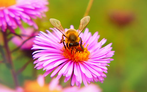 abella en flor, abella, insecte, animal, invertebrat, flor, pol·len, mel d'abella, àcids, planta, flora, aster, naturalesa, error, full, pètal, rosa, ala, verd, a l'aire lliure, planta amb flors, temes d'animals, fauna animal, un animal, animals a la natura, bellesa a la natura, frescor, fragilitat, cap de flor, primer pla, creixement, vulnerabilitat, polinització, porpra, cap gent, Abellot, primavera, 2K, CC0, domini públic, lliure de regalies