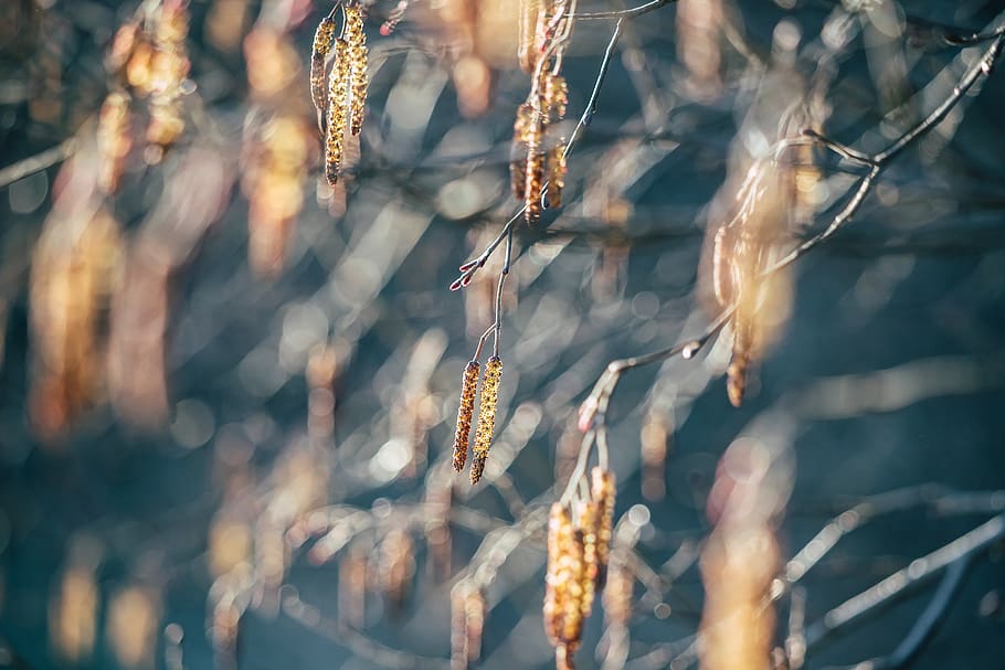 boccioli di albero marrone, pianta, erba, cibo, verdura, produrre, Grano, fiorire, all'aperto, prato, primavera, sole, ontano nero, foresta, ontano, albero, cristallo, natura, ghiaccio, seme, nessuno, giorno, avvicinamento, crescita, concentrarsi sulle conoscenze acquisite, bellezza nella natura, messa a fuoco selettiva, la tranquillità, asciutto, fragilità, luce del sole, sfondi, sospeso, ramo, vulnerabilità, fotogramma intero, 5K