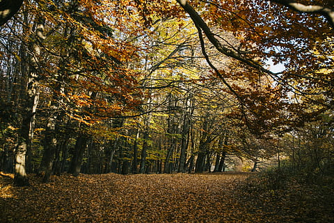 arbres de fulles marrons, durant el dia, planta, arbre, sòl, tronc de l'arbre, maple, naturalesa, paisatge, a l'aire lliure, full, bosc, Camí, caure, tardor, arbres, groc, fulles, bedoll, vegetació, carretera, canvi, bellesa a la natura, tranquil·litat, creixement, terra, escena tranquil·la, dia, cap gent, escenics - natura, branca, color taronja, escena no urbana, idíl·lic, tronc, col·lecció de tardor, 4K, CC0, domini públic, lliure de regalies