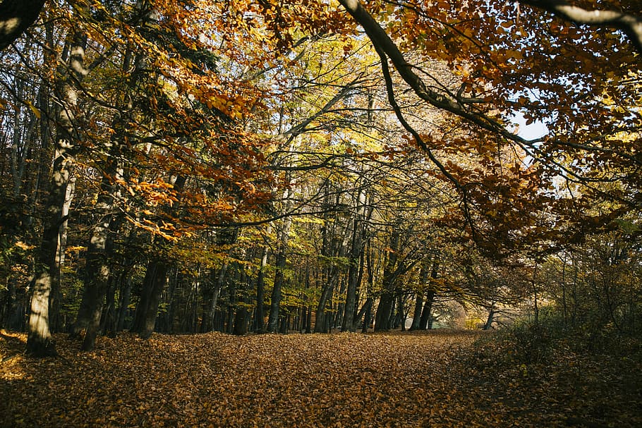 arbres de fulles marrons, durant el dia, planta, arbre, sòl, tronc de l'arbre, maple, naturalesa, paisatge, a l'aire lliure, full, bosc, Camí, caure, tardor, arbres, groc, fulles, bedoll, vegetació, carretera, canvi, bellesa a la natura, tranquil·litat, creixement, terra, escena tranquil·la, dia, cap gent, escenics - natura, branca, color taronja, escena no urbana, idíl·lic, tronc, col·lecció de tardor, 4K