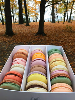 macarons, couleurs, vanille, multi couleur, aliments, Nourriture et boisson, aliments sucrés, indulgence, arbre, prêt à manger, sucré, macaron, personne, nature morte, fraîcheur, mauvaise alimentation, choix, dans une rangée, dessert, tentation, journée, se concentrer sur le premier plan, variation, 4K, CC0, domaine public, libre de droits