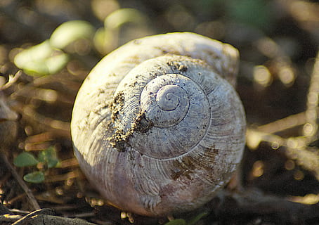 skal, snegl, spiralformet, natur, tæt på, snegl shell, makro, Skov, foringsrør, struktur, hus, forår, gammel, hvid, skovbund, dyreliv, dyr, dyre temaer, dyreskal, mollusk, ingen mennesker, hvirvelløse, dyr i naturen, dag, havsnegle, jord, udendørs, fokus på forgrunden, plante, et dyr, 5K, CC0, offentligt domæne, royaltyfrie
