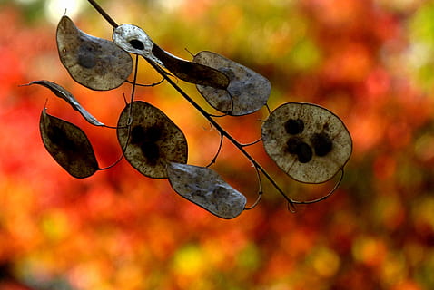 burning, fall, fire, autumn, money plant, dry, crunch, fragile, focus on foreground, close-up, no people, day, nature, outdoors, leaf, animal themes, animal, animal wildlife, plant part, plant, tree, animals in the wild, old, branch, glasses, vertebrate, leaves, 2K, CC0, public domain, royalty free