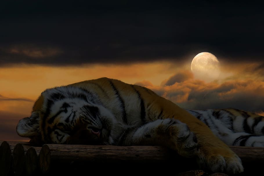 tigre, dormir, descans, gat, gat gran, bona nit, relaxació, preocupacions, mandrós, relaxa't, retrat de gat, lluna, lluna plena, composició, somni, somnis, flyers, humor, sentir-se bé, fons, temes d'animals, animal, cel, mamífer, felí, un animal, núvol - cel, cap gent, naturalesa, fauna animal, animals a la natura, nit, dorment, material de fusta, tigre blanc, bigotis, 2K