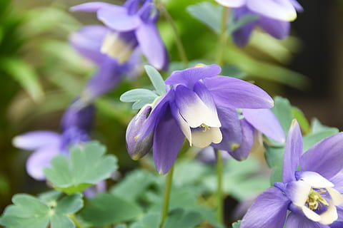 flors silvestres, violeta, flors, primavera, suau, arpa principal, planta amb flors, flor, vulnerabilitat, fragilitat, pètal, planta, frescor, bellesa a la natura, creixement, porpra, primer pla, cap de flor, inflorescència, naturalesa, centrar-se en primer pla, cap gent, dia, botànica, a l'aire lliure, un animal, 5K, CC0, domini públic, lliure de regalies