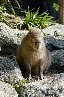 animale a 4 zampe marrone, temi animali, animale, fauna selvatica, un animale, animali allo stato selvatico, roccia, mammifero, vertebrato, solido, roccia - oggetto, nessuno, giorno, natura, concentrarsi sulle conoscenze acquisite, roditore, all'aperto, luce del sole, pianta, guardando lontano, analizzare, cercare, guardare, 4K, CC0, dominio pubblico, privo di copyright