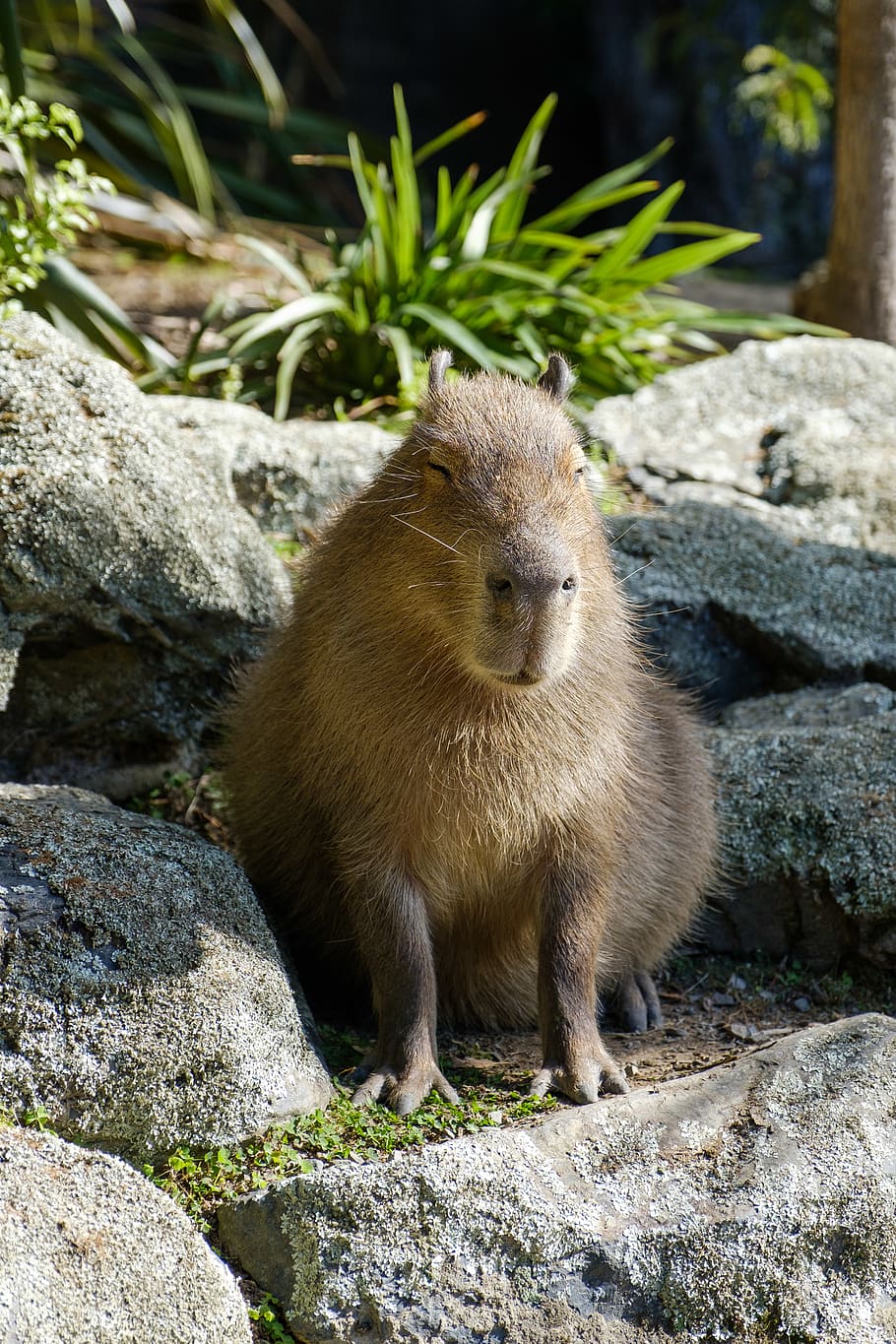 animale a 4 zampe marrone, temi animali, animale, fauna selvatica, un animale, animali allo stato selvatico, roccia, mammifero, vertebrato, solido, roccia - oggetto, nessuno, giorno, natura, concentrarsi sulle conoscenze acquisite, roditore, all'aperto, luce del sole, pianta, guardando lontano, analizzare, cercare, guardare, 4K