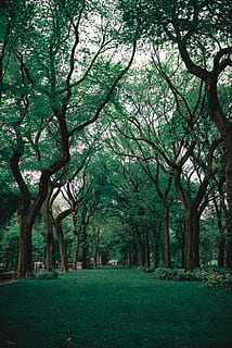 verd, herba, arbres, branques, Parc Central, medi ambient, new york, nova York, parc, arbre, planta, naturalesa, bellesa a la natura, paisatge, color verd, terra, tranquil·litat, creixement, dia, escenics - natura, cap gent, branca, tronc, tronc de l'arbre, a l'aire lliure, escena tranquil·la, treelined, 4K, CC0, domini públic, lliure de regalies
