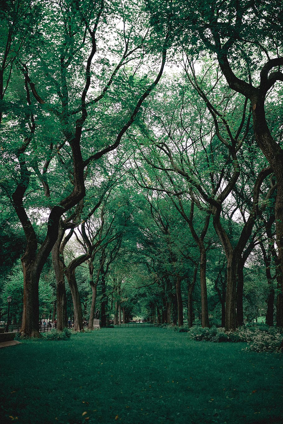 verd, herba, arbres, branques, Parc Central, medi ambient, new york, nova York, parc, arbre, planta, naturalesa, bellesa a la natura, paisatge, color verd, terra, tranquil·litat, creixement, dia, escenics - natura, cap gent, branca, tronc, tronc de l'arbre, a l'aire lliure, escena tranquil·la, treelined, 4K