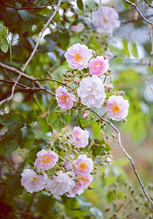 bianca, rosa, fiori, pianta, fiore, fiorire, geranio, Irlanda, polline, natura, fiori selvatici, Rose, all'aperto, fiore di ciliegio, petalo, vene, germoglio, anemone, papavero, pianta fiorita, fragilità, vulnerabilità, freschezza, crescita, bellezza nella natura, albero, avvicinamento, ramo, colore rosa, giorno, primavera, ramoscello, nessuno, infiorescenza, testa di fiore, ciliegio, 5K, CC0, dominio pubblico, privo di copyright