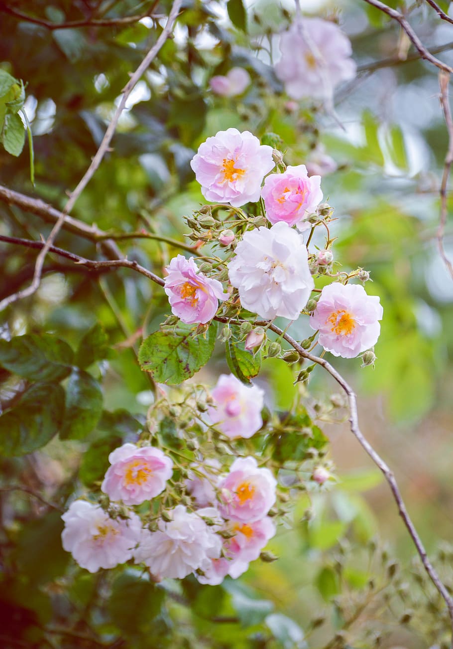 bianca, rosa, fiori, pianta, fiore, fiorire, geranio, Irlanda, polline, natura, fiori selvatici, Rose, all'aperto, fiore di ciliegio, petalo, vene, germoglio, anemone, papavero, pianta fiorita, fragilità, vulnerabilità, freschezza, crescita, bellezza nella natura, albero, avvicinamento, ramo, colore rosa, giorno, primavera, ramoscello, nessuno, infiorescenza, testa di fiore, ciliegio, 5K