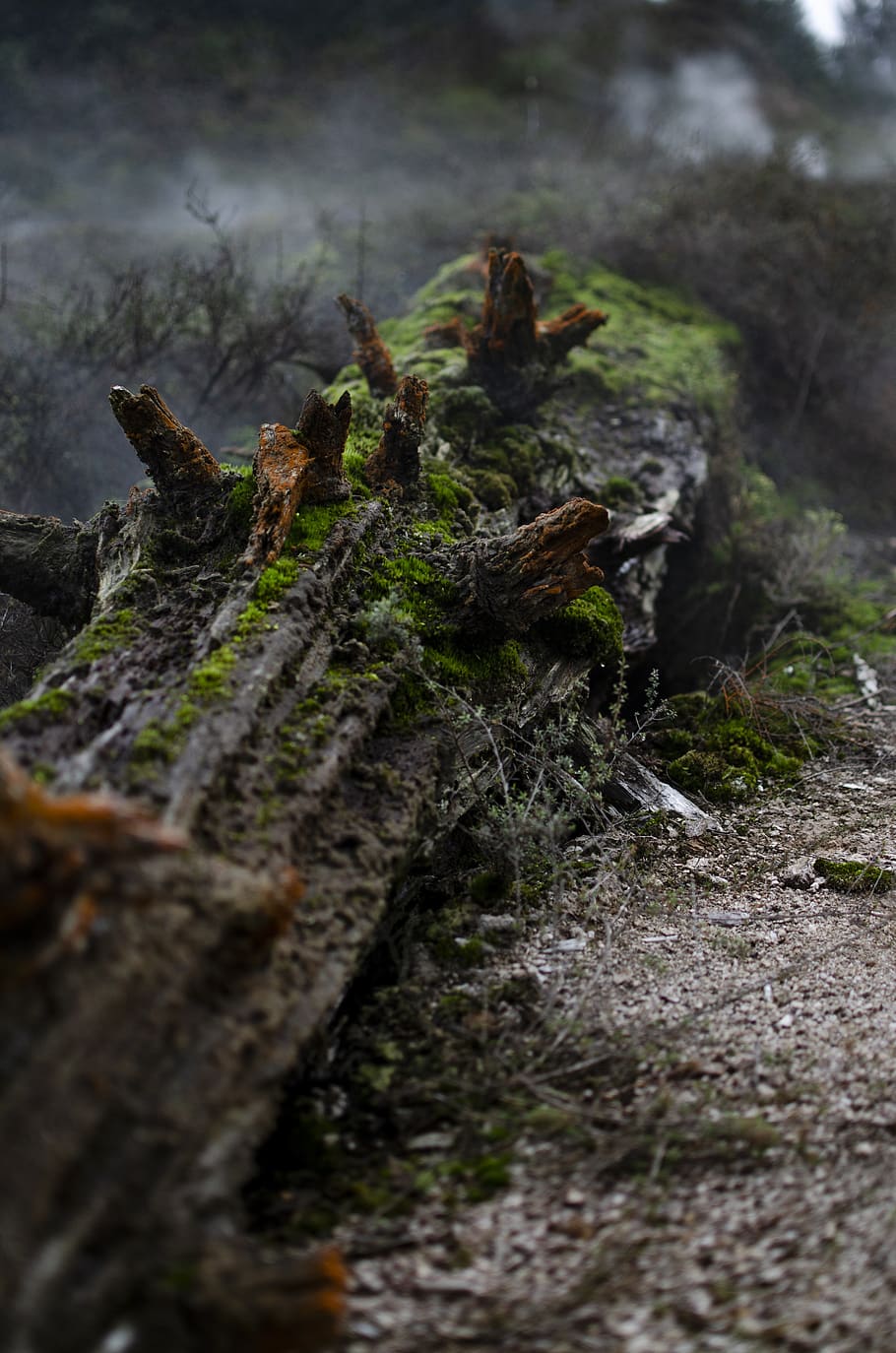 log muschioso, registro morto, registro rosso-arancio, registro forestale, ceppo, albero, messa a fuoco selettiva, pianta, natura, legno - materiale, nessuno, giorno, avvicinamento, muschio, terra, all'aperto, foresta, legname, campo, legna, tronco d'albero, crescita, caduta, la tranquillità, abbaiare, livello di superficie, 4K