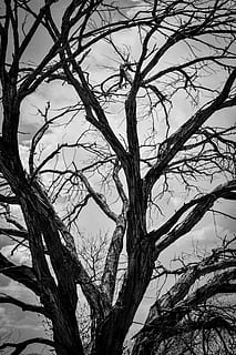 arboles, fuego, muerto, dolor, naturaleza, parques, vida, árbol, árbol desnudo, rama, planta, nadie, cielo, vista de ángulo bajo, tranquilidad, tronco de arbol, el maletero, día, al aire libre, belleza en la naturaleza, crecimiento, invierno, nube - cielo, temperatura fría, paisajes - naturaleza, complejidad, 5K, CC0, dominio público, libre de derechos