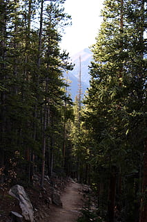 stati Uniti, Monte Elbert, pino, alpino, montagne, alberi, Colorado, escursioni a piedi, escursione, montagne Rocciose, pini, pianta, albero, foresta, crescita, terra, natura, la tranquillità, bellezza nella natura, direzione, la strada davanti, scena tranquilla, nessuno, sentiero, giorno, bosco, all'aperto, cielo, scena non urbana, fogliame, fogliame lussureggiante, pista, 4K, CC0, dominio pubblico, privo di copyright
