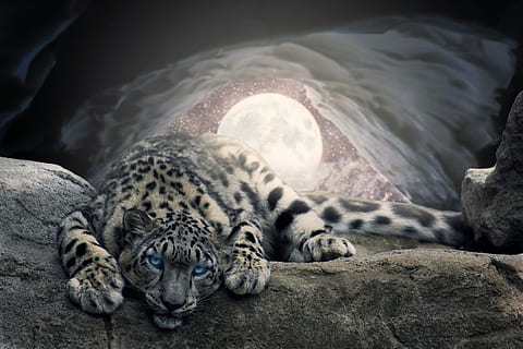 lua, neve, caverna, leopardo, photoshop, animal, região selvagem, Trevas, noite, inverno, frio, natureza, composição, leve, fundo, temas animais, relaxamento, mamífero, animais selvagens, em repouso, felino, Rocha, animais em estado selvagem, um animal, vertebrado, gato grande, ninguém, sólido, rock - objeto, dormindo, deitado, animais em cativeiro, gato, jardim zoológico, bigode, 5K, CC0, domínio público, royalty free
