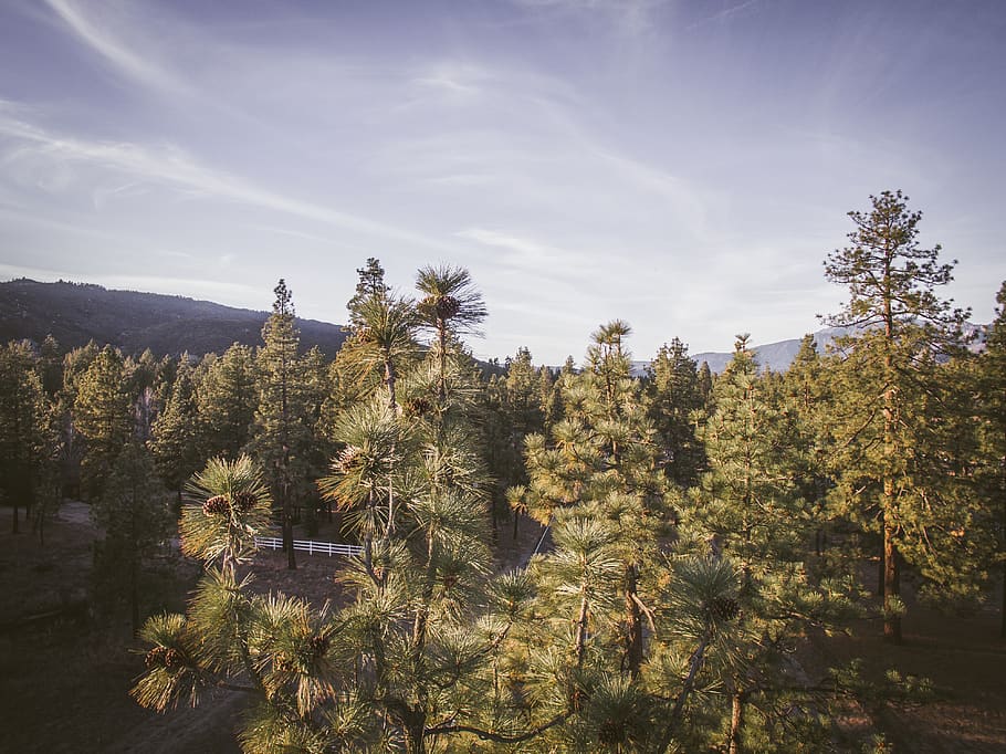 arbres, país, naturalesa, verd, muntanyes, muntanya, carreteres, carretera, llarg camí, cel, drone, drones, drone shot, dji, exploretocreate, wanderlust, Wonderlust, planta, arbre, creixement, bellesa a la natura, tranquil·litat, núvol - cel, escena tranquil·la, escena no urbana, dia, terra, escenics - natura, medi ambient, a l'aire lliure, cap gent, paisatge, llum solar, idíl·lic, arbre de coníferes, 4K