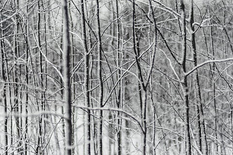 albero, ramo, pianta, natura, la neve, inverno, nessuno, albero nudo, terra, giorno, fotogramma intero, la tranquillità, foresta, sfondi, pianta morta, all'aperto, bellezza nella natura, temperatura fredda, concentrarsi sulle conoscenze acquisite, asciutto, nevicando, 4K, CC0, dominio pubblico, privo di copyright