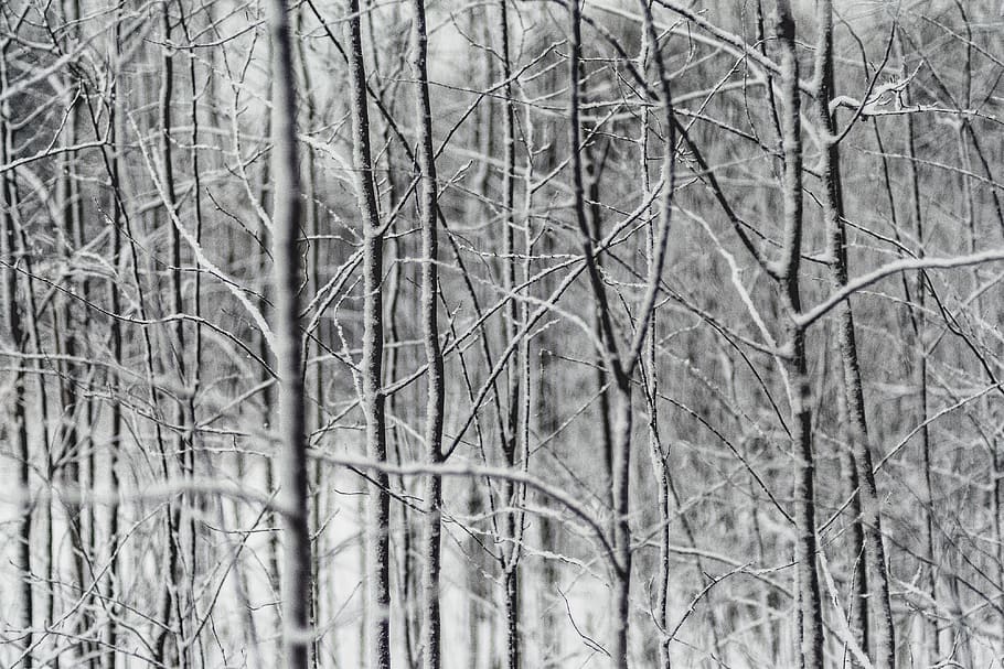 albero, ramo, pianta, natura, la neve, inverno, nessuno, albero nudo, terra, giorno, fotogramma intero, la tranquillità, foresta, sfondi, pianta morta, all'aperto, bellezza nella natura, temperatura fredda, concentrarsi sulle conoscenze acquisite, asciutto, nevicando, 4K