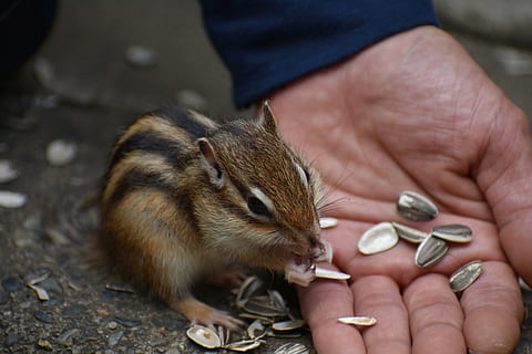 animal, esquirol, ardilla, dieta, llavors de gira-sol, animal salvatge, natural, paisatge, mà humana, mà, part del cos humà, un animal, fauna animal, mamífer, rosegador, una persona, celebració, vertebrats, persones reals, animals a la natura, menjar, primer pla, part del cos, alimentació, nacional, cura, dit, propietari d’una mascota, 5K, CC0, domini públic, lliure de regalies