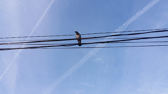 Sırbistan, Belgrat, kablo, düşük açılı görünüş, elektrik, gökyüzü, hayvan temaları, hayvan, bağ, vahşi hayvanlar, güç hattı, hayvan yaban hayatı, omurgalı, güç kaynağı, teknoloji, kuş, gün, insansız, yakıt ve enerji üretimi, mavi, bulut - gökyüzü, doğa, telefon hattı, açık havada, vapur seyahati, elektrikli ekipman, doğrudan aşağıda, 4K, CC0, kamu malı, telif ücretsiz