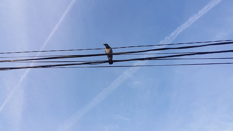Sırbistan, Belgrat, kablo, düşük açılı görünüş, elektrik, gökyüzü, hayvan temaları, hayvan, bağ, vahşi hayvanlar, güç hattı, hayvan yaban hayatı, omurgalı, güç kaynağı, teknoloji, kuş, gün, insansız, yakıt ve enerji üretimi, mavi, bulut - gökyüzü, doğa, telefon hattı, açık havada, vapur seyahati, elektrikli ekipman, doğrudan aşağıda, 4K