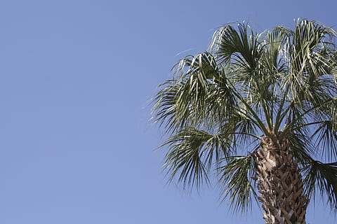 palmier, florida, cer albastru, copac, climat tropical, cer, plantă, albastru, frunze, frunza de palmier, cer senin, vedere unghiulară joasă, data de palmier, copac tropical, creştere, natură, spațiu copie, nici o persoana, zi, liniște, frumusețe în natură, în aer liber, palmier de cocos, vârful copacului, 2K, CC0, domeniu public, fără drepturi de autor