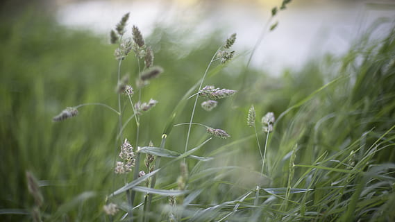nature, grass, buffalo, stems, stalks, sway, wind, bokeh, plant, growth, beauty in nature, green color, field, land, no people, day, selective focus, flower, tranquility, fragility, flowering plant, close-up, vulnerability, freshness, outdoors, plant stem, blade of grass, timothy grass, 2K, CC0, public domain, royalty free