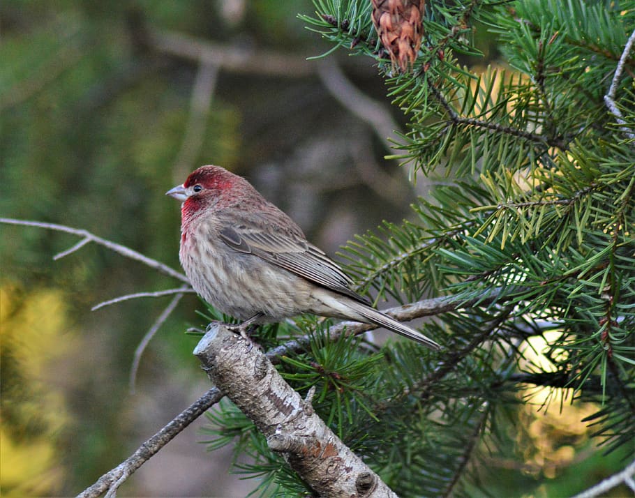 dům finch, pták, strom, zvířat, prohlížení, zvířata ve volné přírodě, obratlovců, jednoho zvířete, zvíře, rostlina, větev, zaměřit se na popředí, nikdo, Příroda, den, detail, venku, krása v přírodě, zelená barva, červenka, 4K