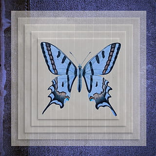 grigio, sfondo, farfalla, volare, grafica, arte e artigianato, blu, creatività, in casa, rappresentazione, avvicinamento, caratteristica della parete, rappresentazione animale, nessuno, mestiere, viola, animale, forma, ala animale, temi animali, testo, comunicazione, modello, invertebrato, design, farfalla - insetto, 720P, CC0, dominio pubblico, privo di copyright