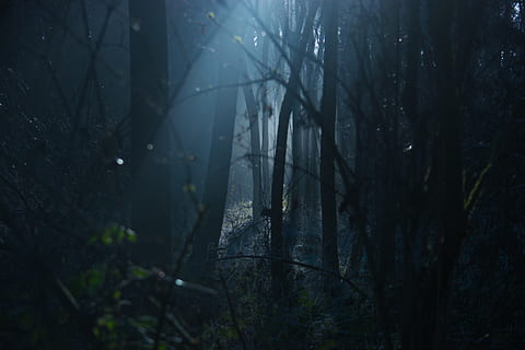 cena da floresta, retroiluminado, arrepiante, Sombrio, alvorecer, meio Ambiente, tarde, fantasia, névoa, nebuloso, floresta, Horror, panorama, leve, temperamental, misterioso, mistério, natural, natureza, reflexão, assustador, sombra, arvores, madeiras, árvore, plantar, terra, tronco de árvore, tranquilidade, tronco, ninguém, crescimento, ao ar livre, ramo, beleza na natureza, dia, cena não urbana, cena tranquila, crepúsculo, 1080P, CC0, domínio público, royalty free
