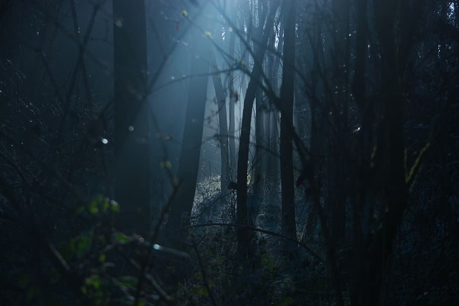 escena del bosc, retroil·luminat, horripilant, fosc, alba, medi ambient, tarda, fantasia, boira, bosc, horror, paisatge, llum, canviant d'humor, misteriós, misteri, natural, naturalesa, reflexió, por, ombra, fantasmal, arbres, boscos, arbre, planta, terra, tronc de l'arbre, tranquil·litat, tronc, cap gent, creixement, a l'aire lliure, branca, bellesa a la natura, dia, escena no urbana, escena tranquil·la, crepuscle, nebulós, 1080P