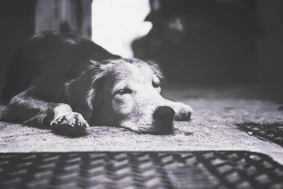 occhi, naso, pelliccia, macro, strada, griglia, addormentato, capo, terra, natura morta, dormire, cane, canino, animali domestici, un animale, domestico, mammifero, temi animali, animale, rilassamento, sdraiarsi, vertebrato, riposo, nessuno, messa a fuoco selettiva, avvicinamento, giorno, parte del corpo animale, occhi chiusi, testa di animale, 5K