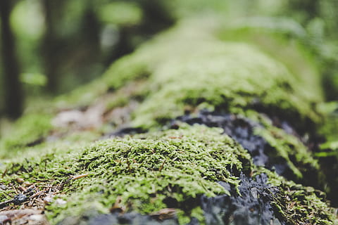 erba verde, avvicinamento, macro, muschio, pianta, crescita, messa a fuoco selettiva, colore verde, albero, foresta, natura, nessuno, terra, giorno, tronco d'albero, tronco, bellezza nella natura, la tranquillità, all'aperto, lichene, solido, parte vegetale, bosco, 5K, CC0, dominio pubblico, privo di copyright