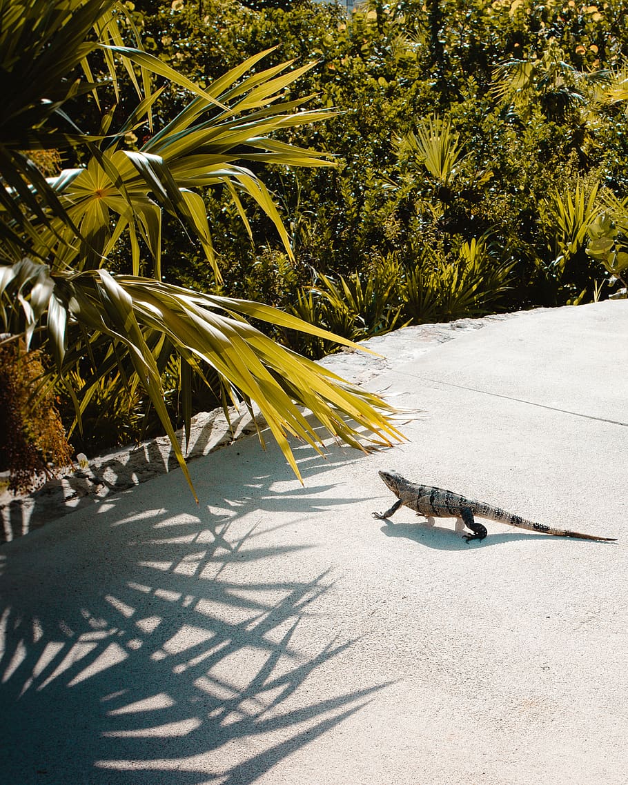marró, gris, iguana, caminar, rèptil, mexicà, playa mujeres, animal, llangardaix, tropical, estiu, palmeres, Carib, cancun, ombres, sol, calor, avió, transport, avions, vehicle, gecko, planta, naturalesa, llum solar, dia, creixement, ombra, cap gent, bellesa a la natura, arbre, un animal, a l'aire lliure, temes d'animals, terra, color verd, animals a la natura, vertebrats, full, fauna animal, vista d’angle alt, 2K