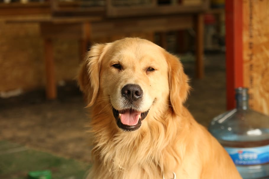 cățeluș, câine, copoi, un animal, intern, animale de companie, canin, animale tematice, animale domestice, animal, mamifer, portret, privind camera, să se concentreze asupra primelor elemente, Labrador, cap de animal, a închide, partea corpului animalului, păr, nici o persoana, animale vertebrate, gura deschisa, 5K