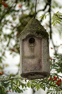 pardal, ocell, alimentador d'ocells, aviari, rowan, caixa niu, incubadora, arbre, fulles, branca, lloc de nidificació, einflugloch, ajuda de nidificació, niu, cria, conservació de la natura, benestar animal, planta, centrar-se en primer pla, cap gent, dia, primer pla, naturalesa, casa d'aus, creixement, color verd, penjant, a l'aire lliure, metall, decoració, enfocament selectiu, estructura construïda, Nadal, neu, hivern, 5K, CC0, domini públic, lliure de regalies