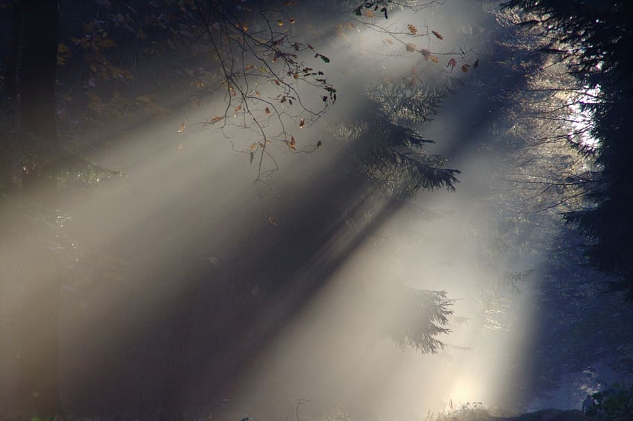 alt, arbres, ombra, llum, boira, bosc, naturalesa, llum solar, arbre, planta, tranquil·litat, cap gent, bellesa a la natura, escena tranquil·la, escenics - natura, raig de sol, a l'aire lliure, vista d’angle baix, terra, cel, silueta, medi ambient, dia, streaming, 1080P