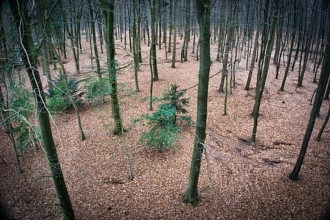 alberi, foresta, boschi, sfondo, natura, Birdview, albero, pianta, terra, tronco, tronco d'albero, bosco, la tranquillità, scena tranquilla, crescita, scena non urbana, paesaggio, bellezza nella natura, scenics - natura, ambiente, nessuno, giorno, campo, a distanza, all'aperto, bambù - pianta, bosco di pini, pista, albero di conifere, 5K, CC0, dominio pubblico, privo di copyright