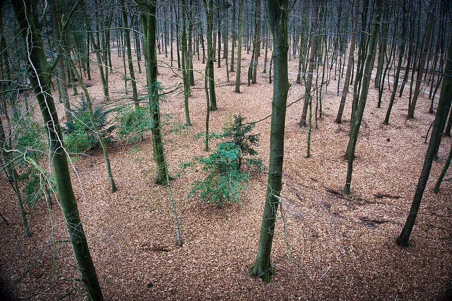 arbres, bosc, boscos, fons de pantalla, naturalesa, birdview, arbre, planta, terra, tronc, tronc de l'arbre, tranquil·litat, escena tranquil·la, creixement, escena no urbana, paisatge, bellesa a la natura, escenics - natura, medi ambient, cap gent, dia, camp, remot, a l'aire lliure, bambú - planta, bosc de pi, ruta, arbre de coníferes, 5K