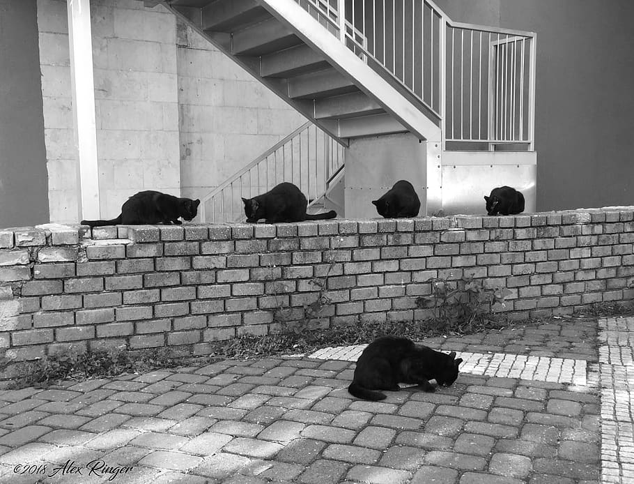 israel, Nesher, cinci, mâncare, pisici, negru, cărămizi, mamifer, arhitectură, construită, animale domestice, animale vertebrate, intern, animale de companie, grup de animale, zi, câine, canin, oameni, relaxare, ședință, oameni adevărați, grup de oameni, exteriorul clădirii, în aer liber, piatră de pavaj, 2K