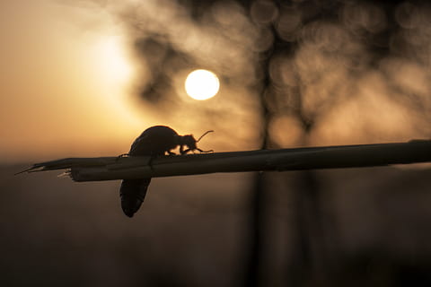 algeria, worm, insect, animal, animal wildlife, animal themes, animals in the wild, one animal, vertebrate, bird, nature, sunset, outdoors, no people, silhouette, tree, sky, focus on foreground, sun, sunlight, protection, full length, selective focus, 5K, CC0, public domain, royalty free