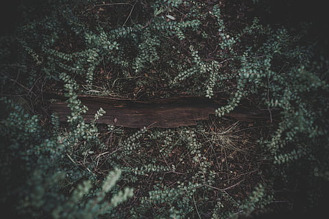 Skov, blomster, natur, efterår, vinter, grøn, udendørs, vild, ødemark, blade, eventyr, trekking, rejse, træ, folk, rustik, humør, plante, ingen mennesker, jord, vækst, dag, ro, træ - materiale, afdeling, skønhed i naturen, afspejling, tæt på, rolig scene, selektiv fokusering, Mark, fuld ramme, nåletræ, fyrretræ, 5K, CC0, offentligt domæne, royaltyfrie