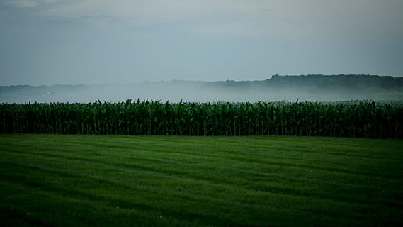 corn, cornfield, field, haze, fog, smoke, grass, landscape, land, plant, green color, beauty in nature, tranquility, environment, scenics - nature, tranquil scene, agriculture, growth, nature, rural scene, no people, sky, crop, farm, outdoors, 4K, CC0, public domain, royalty free