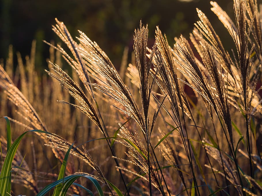 fondo, oscuro, otoño, noche, plumoso, programas, nadie, monótono, natural, naturaleza, jardín, follaje, hierbas ornamentales, pastos, crecimiento, planta, campo, tierra, de cerca, planta de cereal, agricultura, luz del sol, centrarse en primer plano, cultivo, escena rural, belleza en la naturaleza, paisaje, día, trigo, granja, tranquilidad, marrón, al aire libre, tallo, 2K