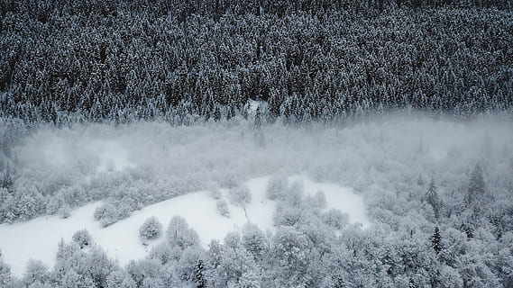 tåger, træer, natur, udendørs, træ, plante, is, abies, gran, sne, Skov, vegetation, jord, bjerg, lavine, frost, vinter, nåletræ, fyrretræ, vejr, landskab, kold temperatur, skønhed i naturen, ingen mennesker, ro, scenics - natur, dækker, dag, hvid farve, rolig scene, ikke-urbane scene, miljø, sner, snedækket bjerg, 2K, CC0, offentligt domæne, royaltyfrie