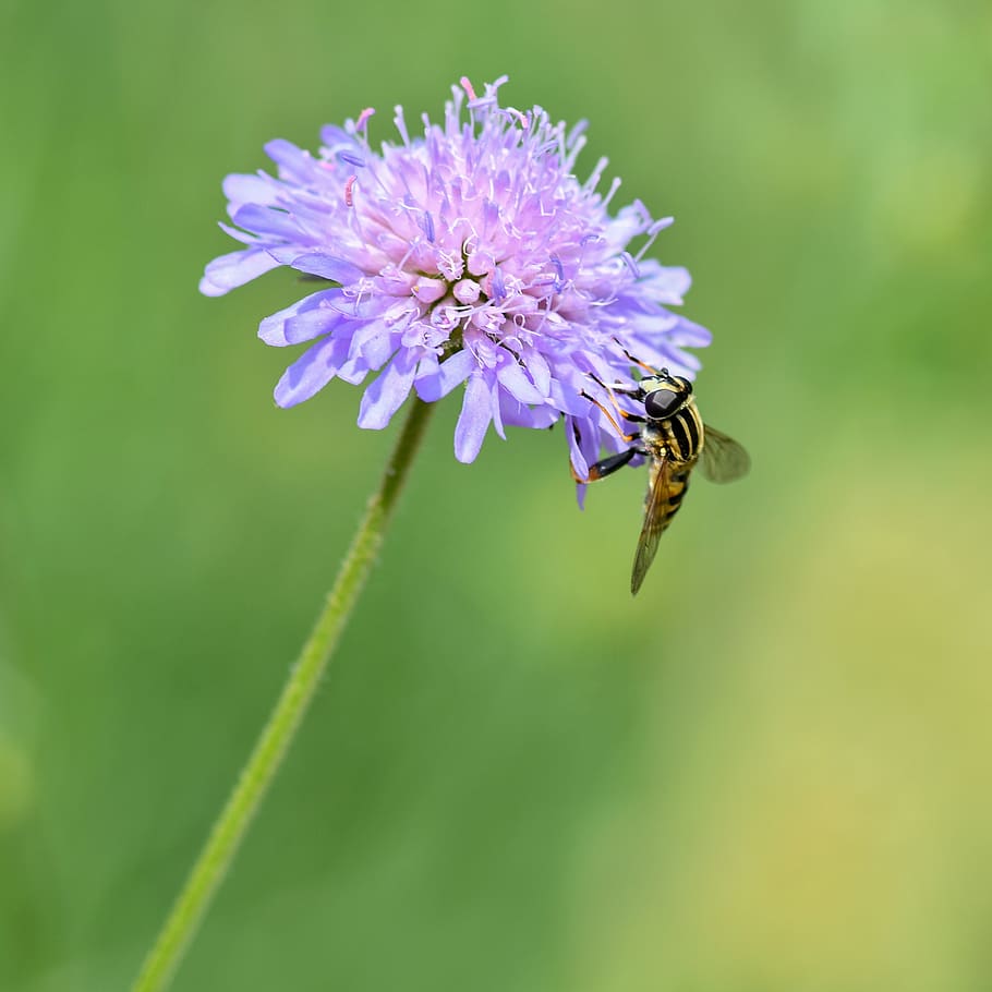 hoverfly, hmyz, květ, nachový, píce, létat, diptera, syrid, pyl, makro, vosa, včela, kvetoucí rostlina, rostlina, křehkost, svěžest, zranitelnost, krása v přírodě, zvíře, růst, detail, zvířat, zvířata ve volné přírodě, bezobratlý, jednoho zvířete, okvětní lístek, květu hlavy, květenství, nikdo, opylování, 2K