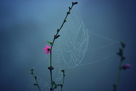 ragnatela, rosa, fiore multi petalo, rugiada, web, fragilità, avvicinamento, vulnerabilità, bellezza nella natura, concentrarsi sulle conoscenze acquisite, natura, nessuno, pianta, far cadere, acqua, bagnato, all'aperto, giorno, fiore, la tranquillità, pianta fiorita, ramoscello, complessità, pioggia, viola, 2K, CC0, dominio pubblico, privo di copyright